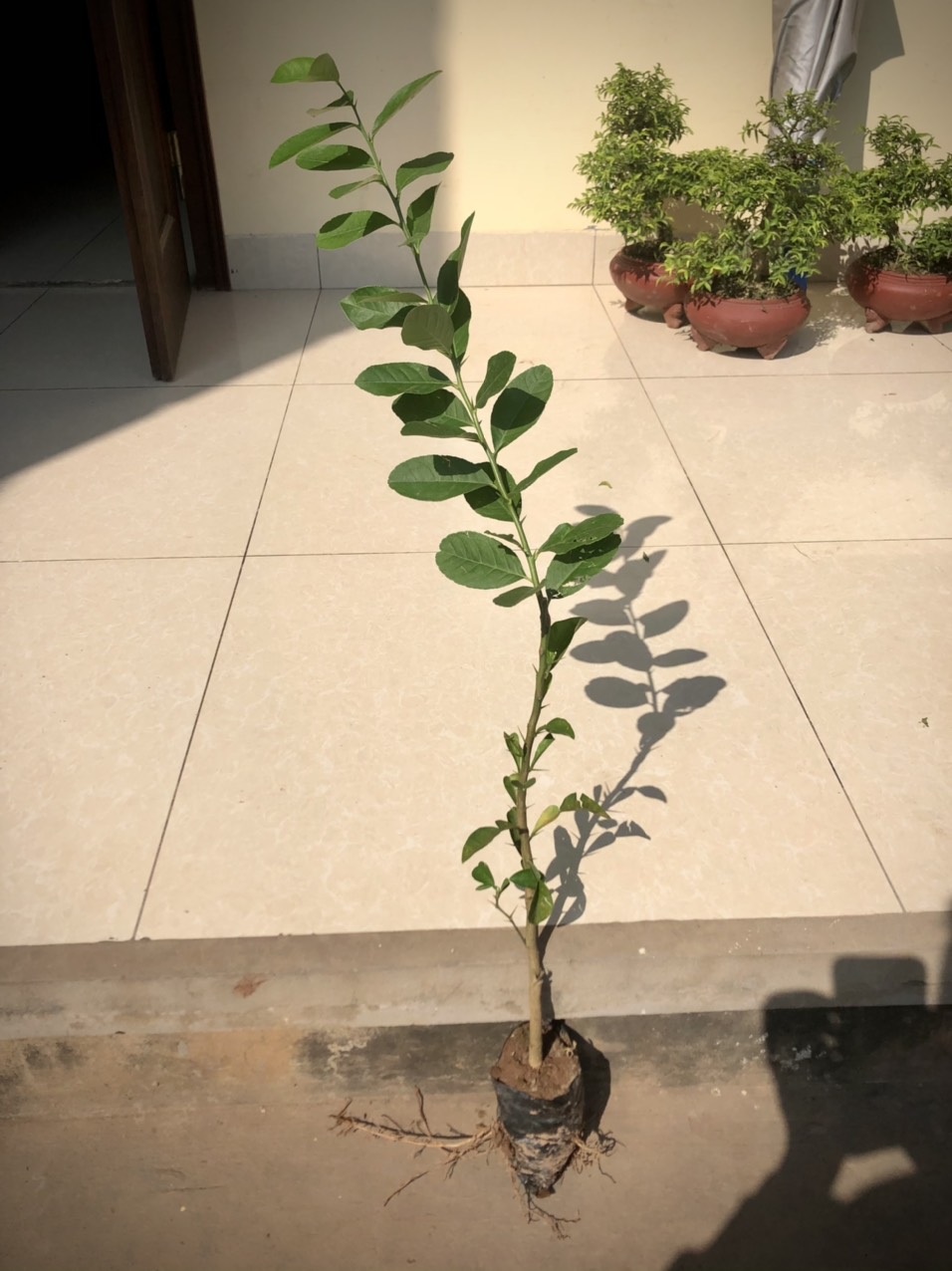 Cây chanh vàng mỹ  cao 70cm (ảnh thật số 2 )