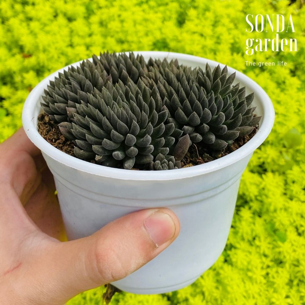 SEN ĐÁ NHÍM ĐEN SIZE TRUNG BÌNH SIÊU KHỎE LỖI 1 ĐỔI 1