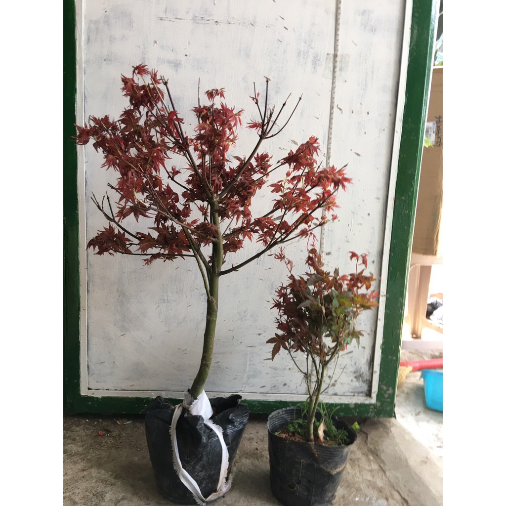Cây phong lá đỏ Nhật Bản - đã thuần khí hậu Việt Nam