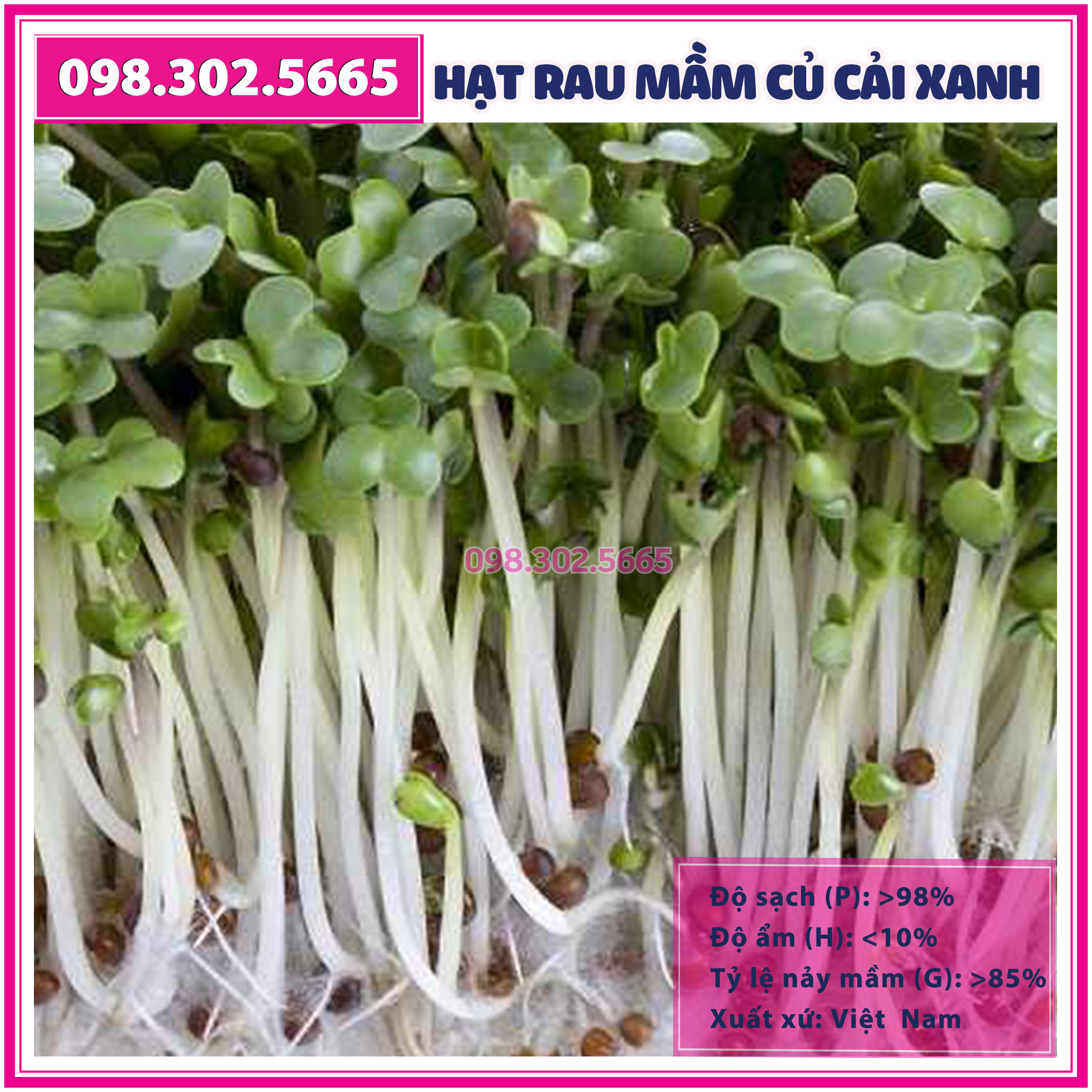 Hạt rau mầm rau Củ cải Trắng - gói 100g - Hạt chất lượng tốt, nảy mầm đều