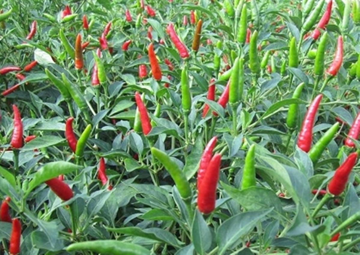 Hạt giống Ớt chỉ thiên