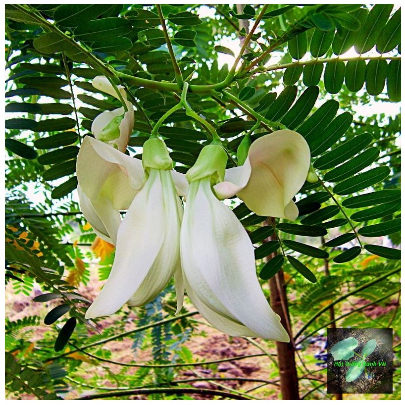 [Seeds] Hạt giống bông so đũa RD102, đóng gói 2gr (khoảng 30 hạt)