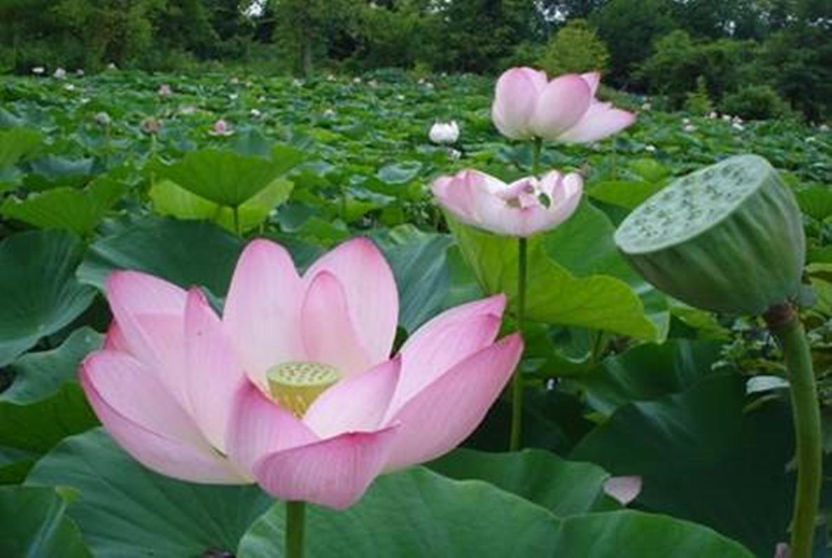 8 Hạt giống hoa Sen Ta (Hồ Tây)