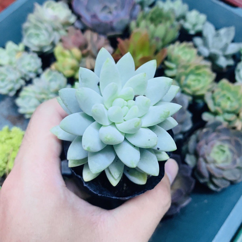 SEN ĐÁ CHUỖI NGỌC LAM SIZE BÉ LỖI 1 ĐỔI 1