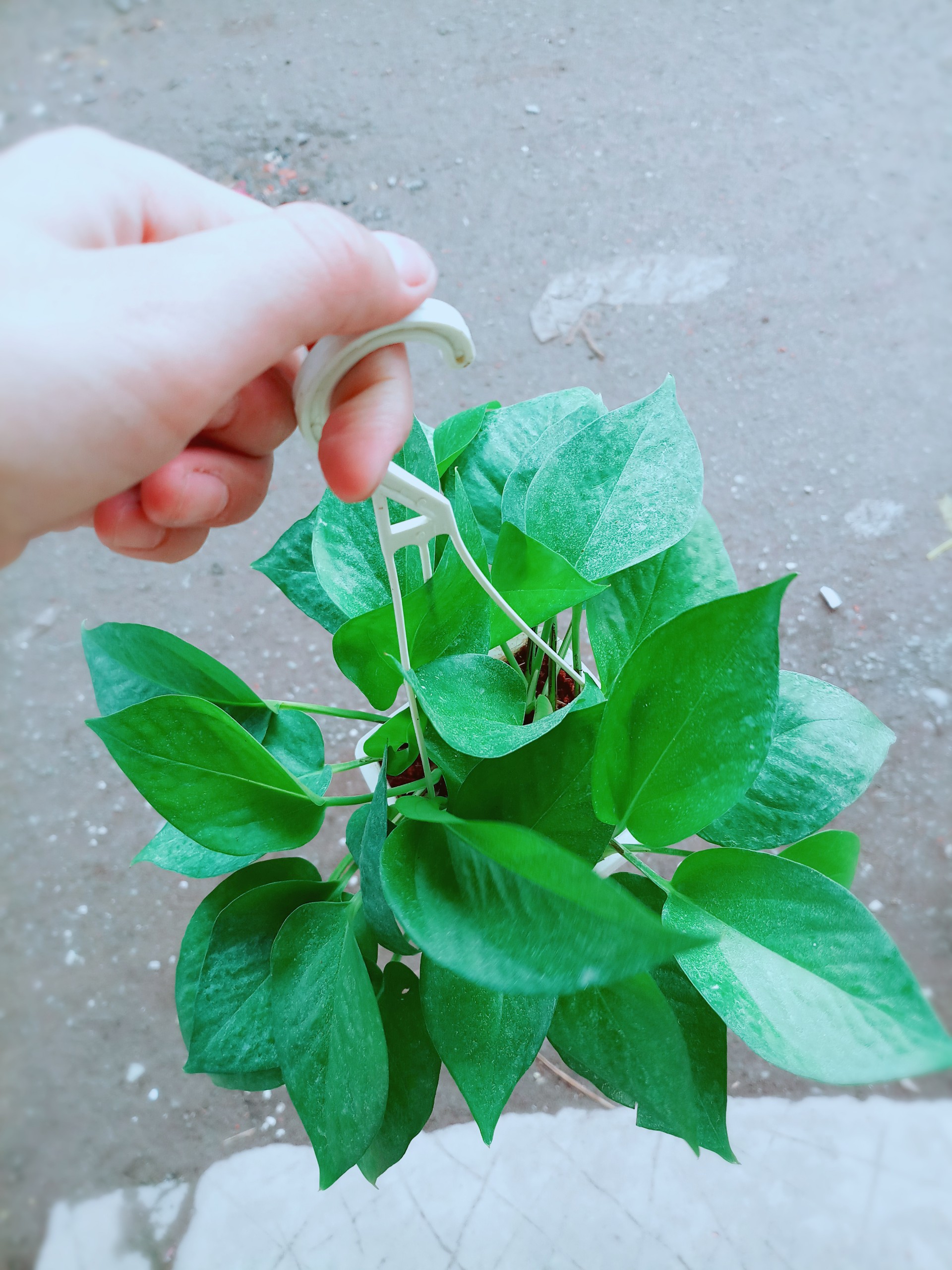 Trầu Bà Thái