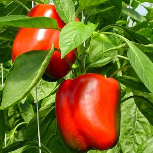 HẠT GIỐNG ỚT CHUÔNG NGỌT Đỏ 10 HẠT