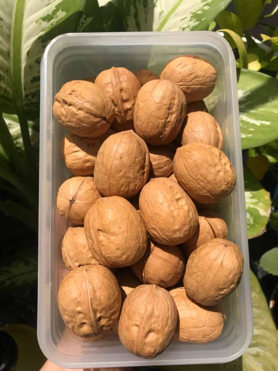 Quả Óc Chó Mỹ Chính Hãng 100G