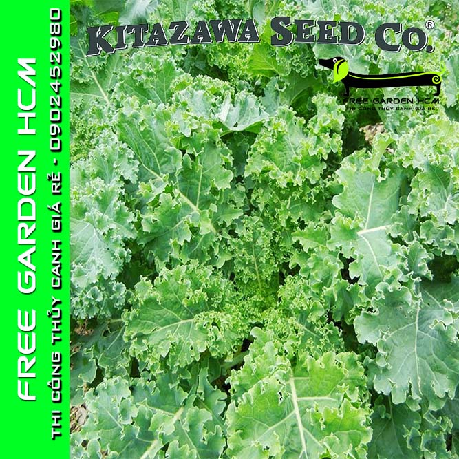 COMBO 1200 HẠT GIỐNG CẢI XOĂN KALE DWARF SIBERIAN IMPROVED  – Kitazawa – Mỹ
