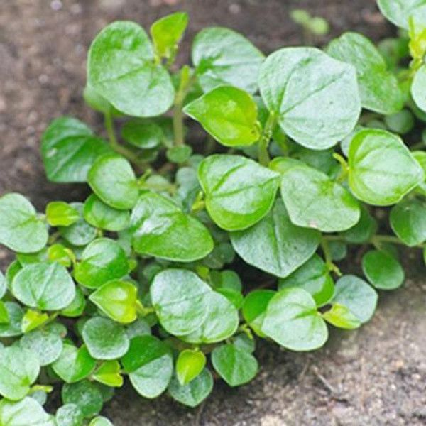 Hạt giống rau càng cua