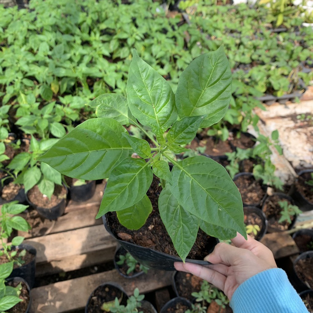 Giống Ớt Mắc Nhất Thế Giới Aji Charapita( Peru)