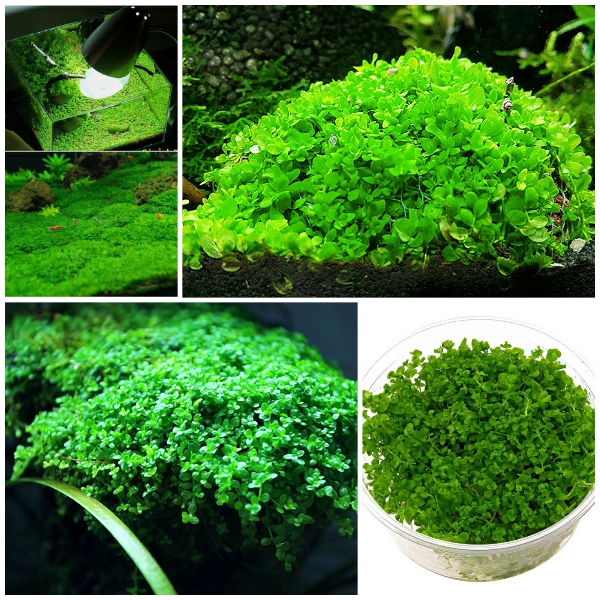 [Tặng cây mini] Hạt giống thủy sinh cỏ trái tim, hạt giống cây thủy sinh trang trí bể cá - Phong thủy Nhã Nam