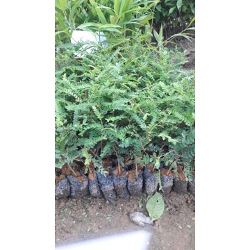 Cây giống bồ kết nếp