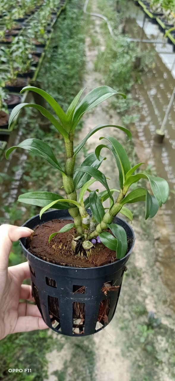 Dendro Damari 3 lưỡi hoa thơm - dòng dendro thân có lông độc đáo