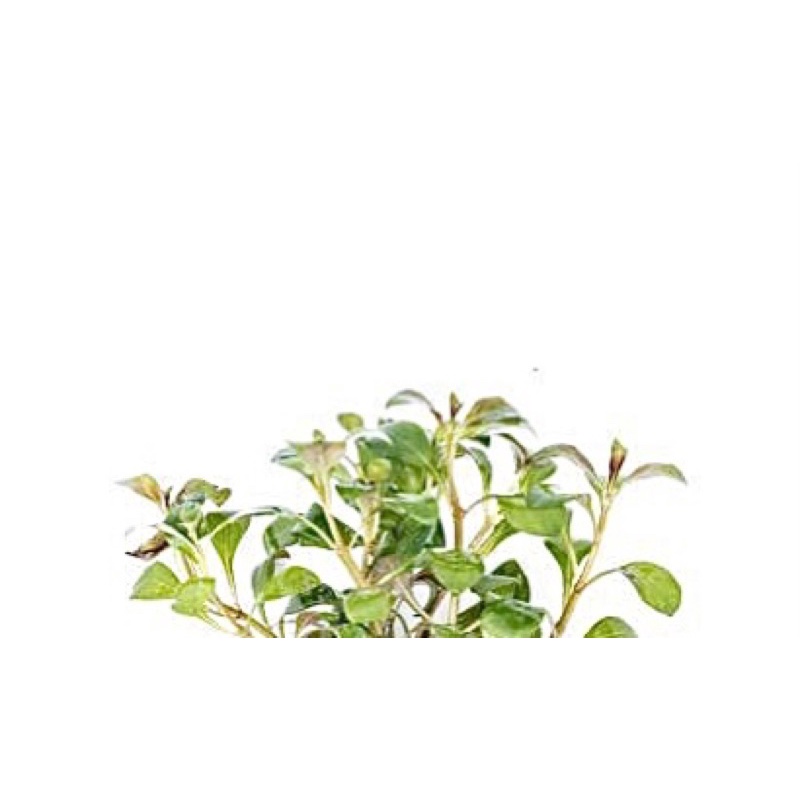 Lobelia cardinalis - cây hồng ba tiêu - cây thủy sinh cắt cắm