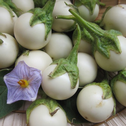 Hạt giống cà pháo trắng giòn ngọt