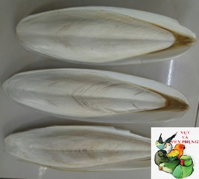 1Kg NAN MỰC NGUYÊN MIẾNG DÀI 20cm-30cm CHO CHIM,VẸT