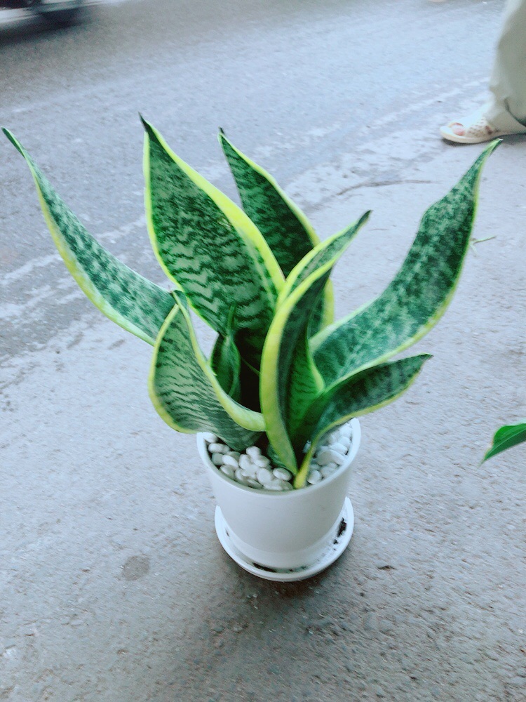 [HCM]Chậu Cây Lưỡi Hổ Cao