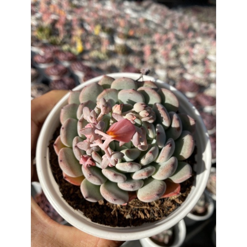 RANDOM 1 CÂY SEN ĐÁ SIZE TRUNG BÌNH 8-10CM LỖI 1 ĐỔI 1