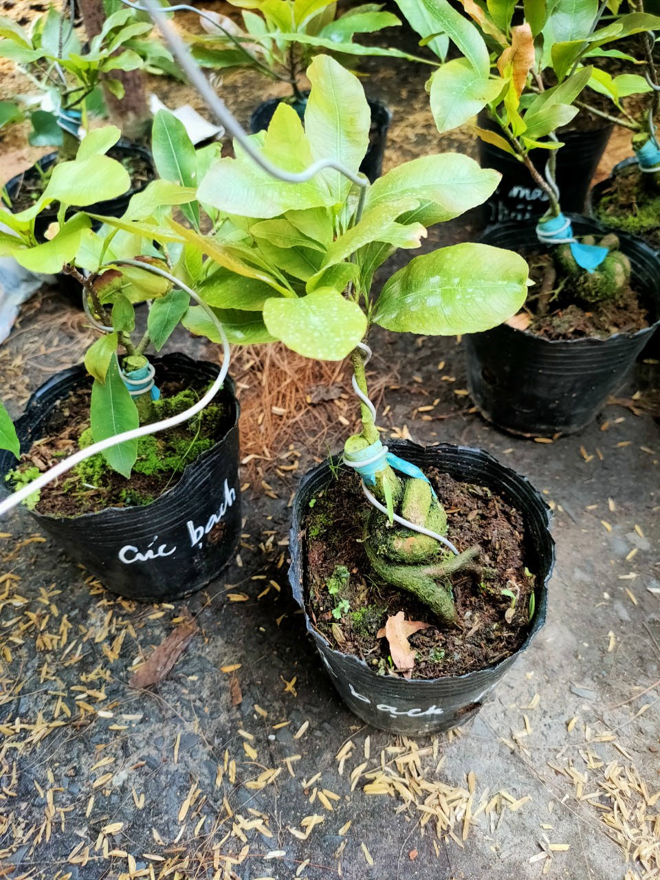 Cây cúc Bạch mai (cánh hoa khoảng 30 đến 50 cánh)
