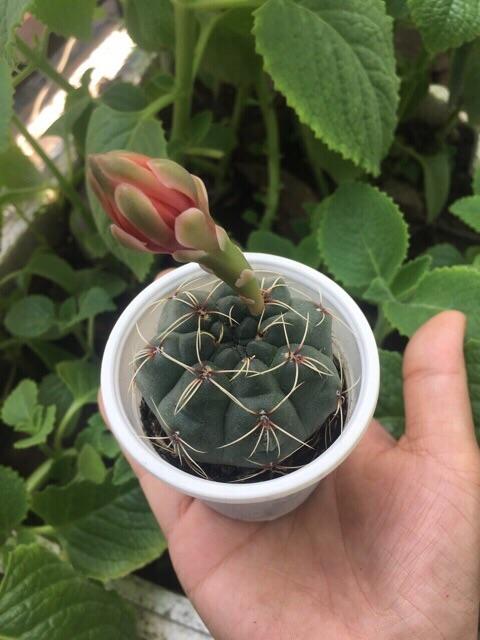 [HCM]Xương Rồng Thần Long