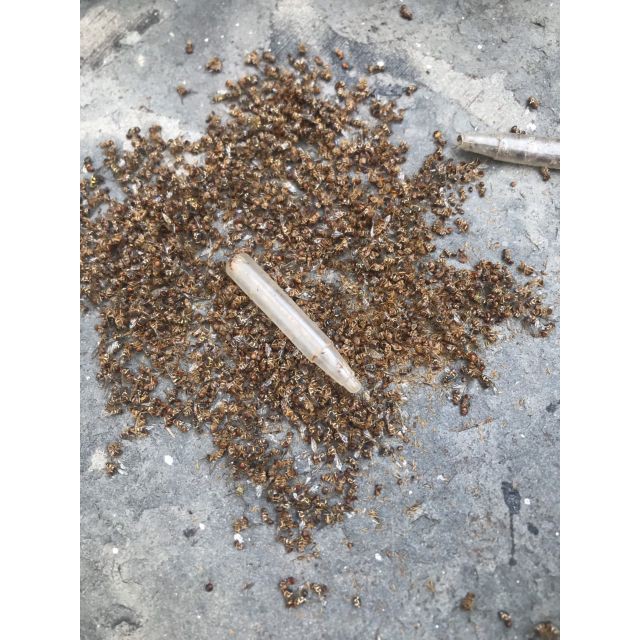 Dung dịch pheramone bẫy ruồi vàng vĩ 10 tuýp /2ml /tuýp