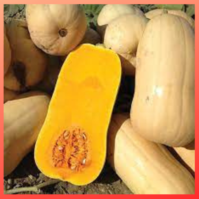 10 HẠT GIỐNG BÍ DẺO SIÊU QUẢ
