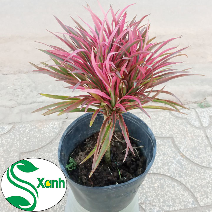 Cây Hồng Phát Tài, Ánh Dương