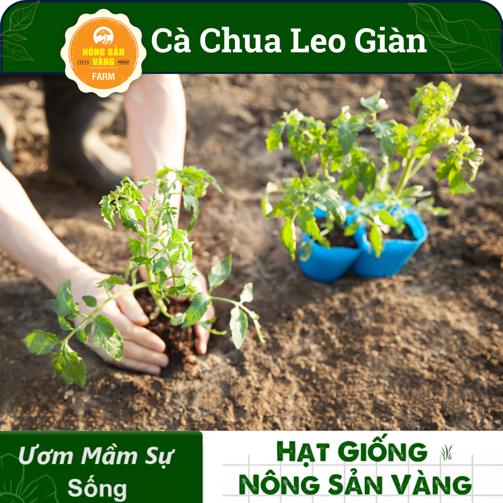 Hạt giống Cà Chua Leo Giàn, Năng Suất Cao( Gói 20 Hạt ) - Nông Sản Vàng