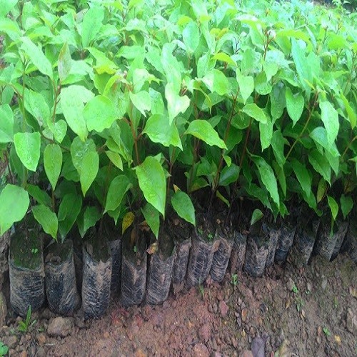 5 cây giống long não - 35450