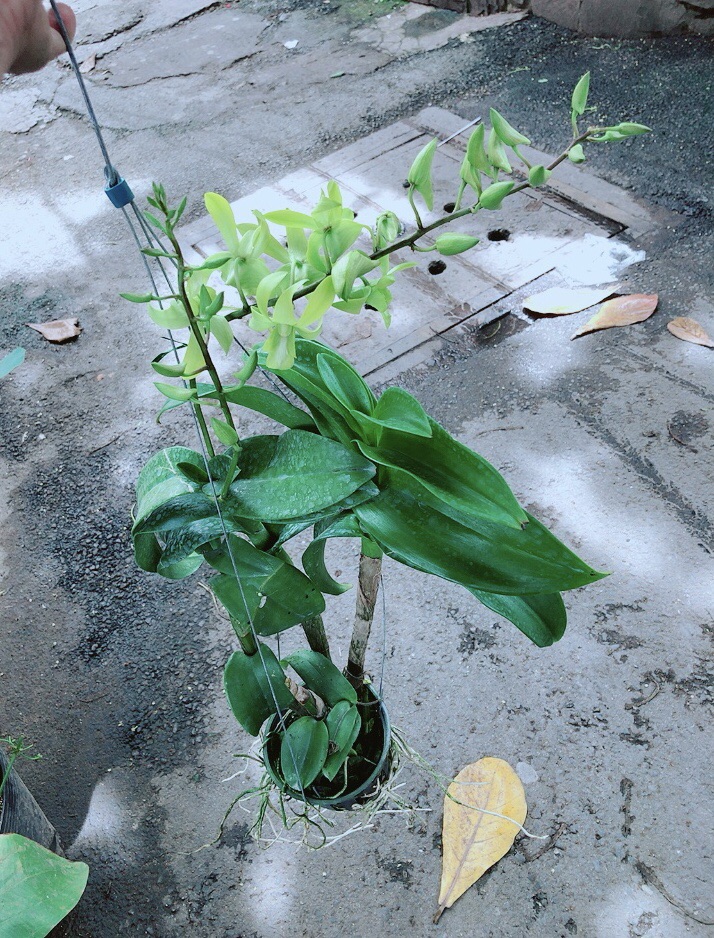 Lan Dendro Xanh