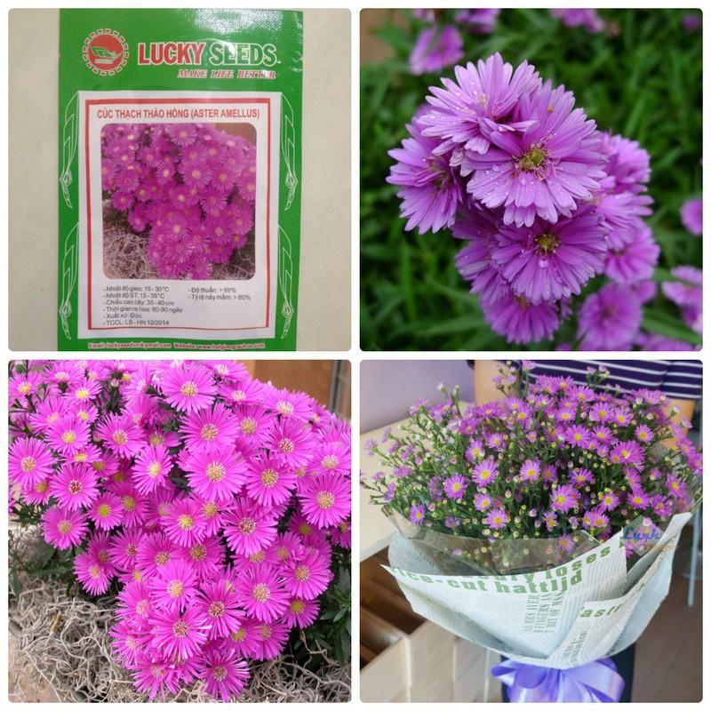 Hạt giống hoa thạch thảo mix màu ( 1 gói 50 hạt )