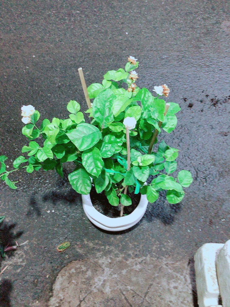 Chậu Hoa Nhài Thơm