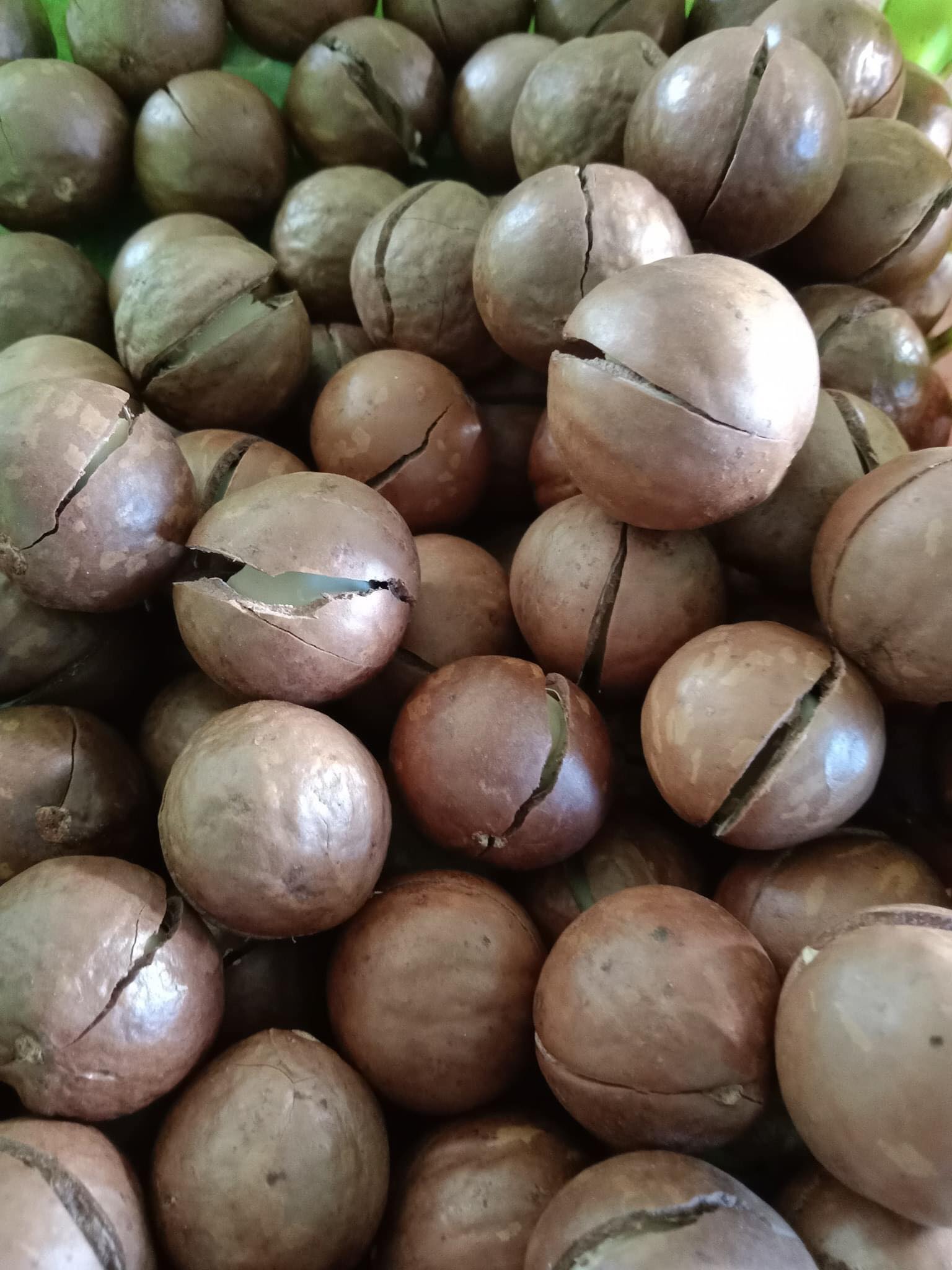 500GR HẠT MACCA ĐĂKLĂK