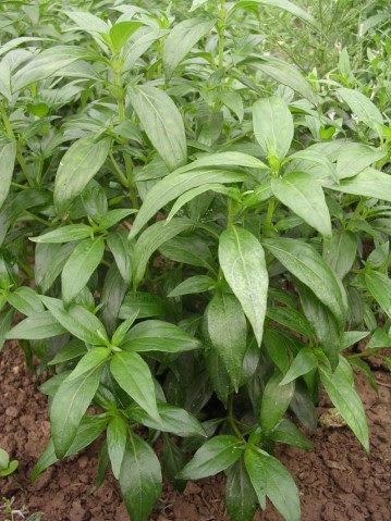 Gói 50 hạt giống xuyên tâm liên giống chuẩn nhập Mỹ