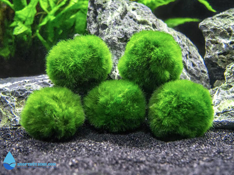 1 Viên tảo cầu may mắn Mossball (Marimo)