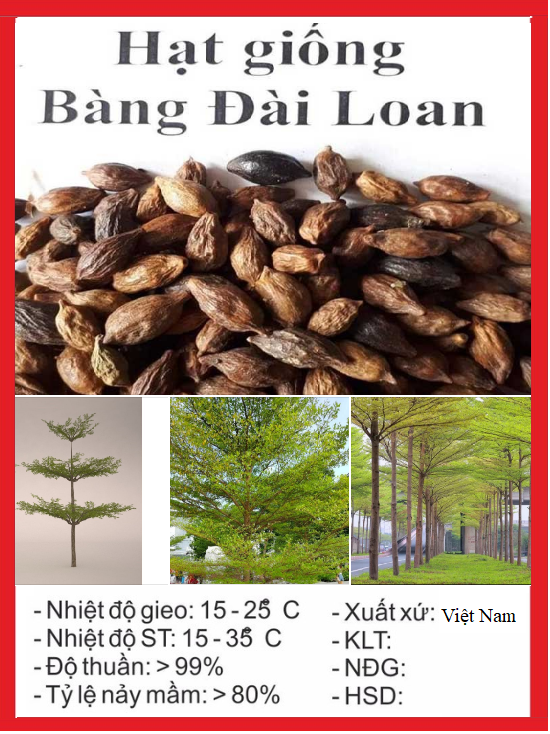 Hạt giống cây giống bàng đài loan - Gói 10 hạt