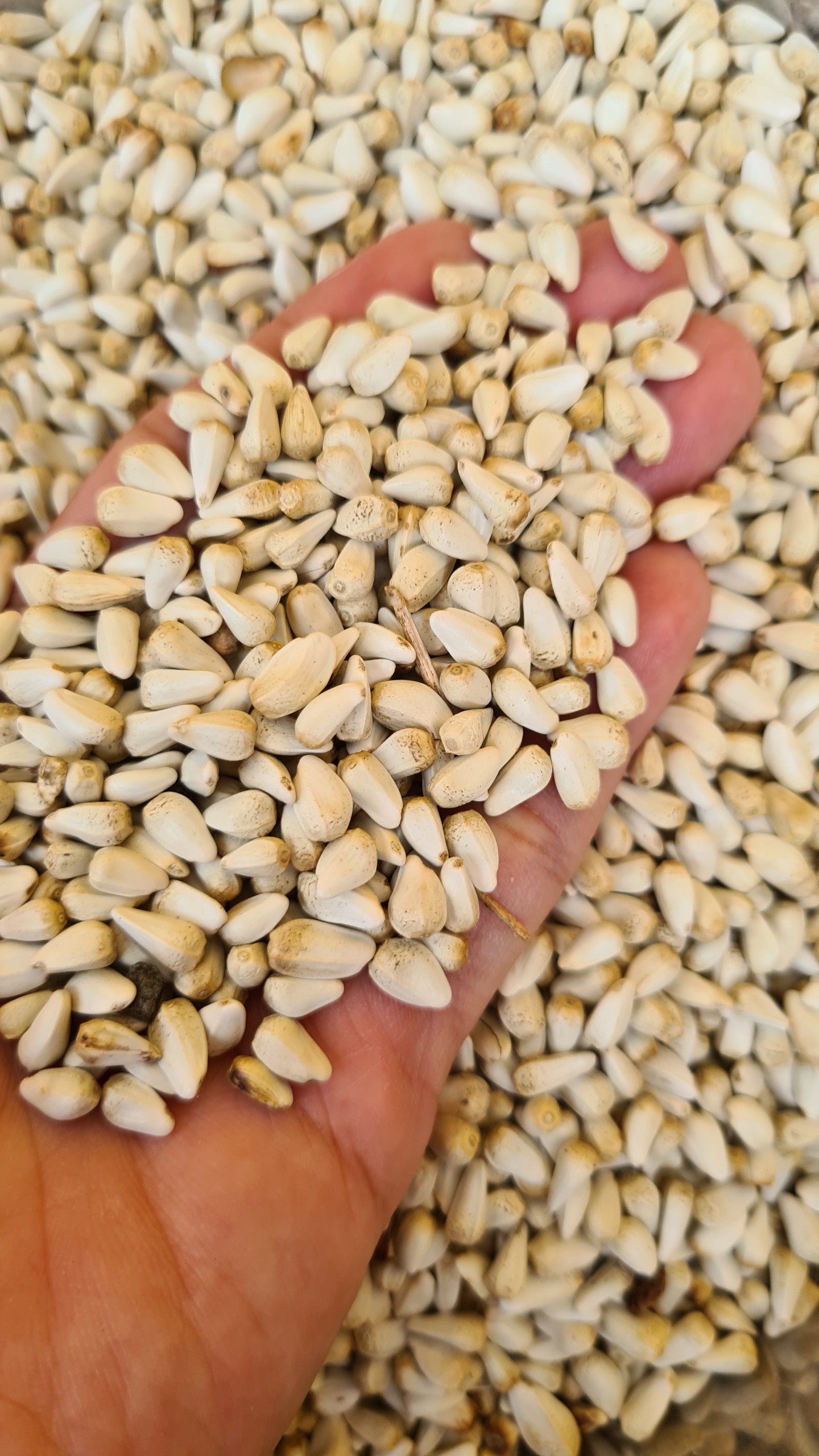 500G HẠT KHAM (BỈ) CHO MỌI DÒNG CHIM CẢNH , VẸT