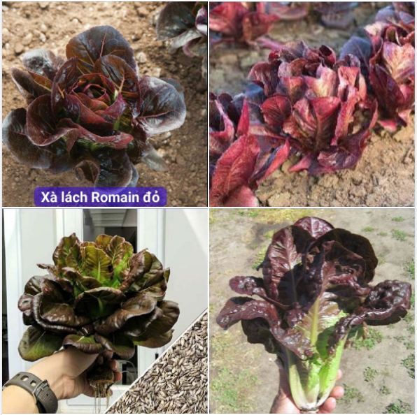 Hạt giống xà lách romaine đỏ - 0,2gr/gói