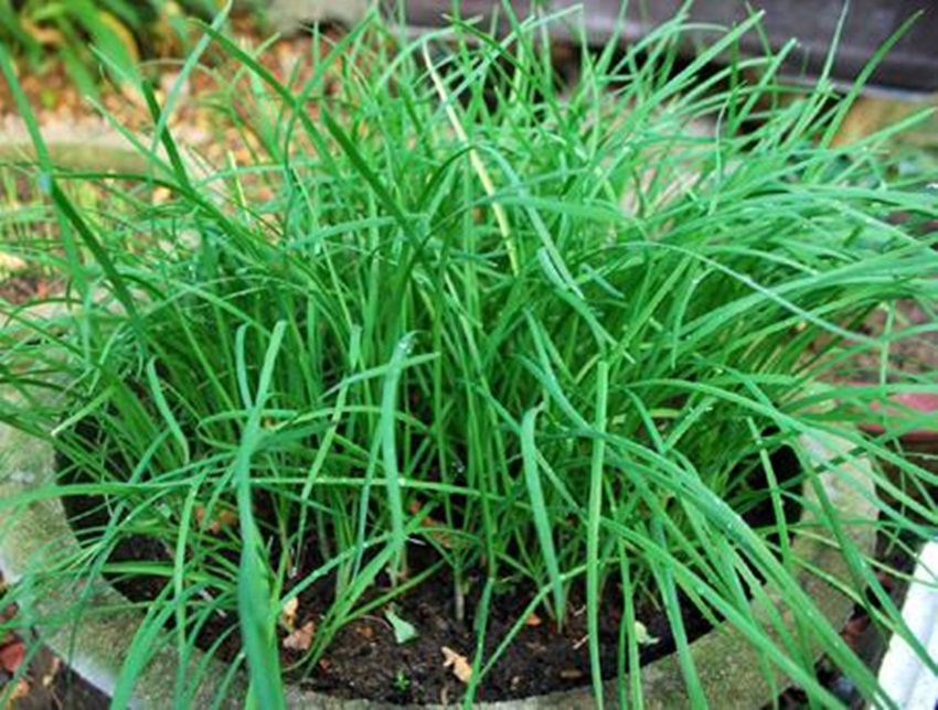 Hạt giống hẹ xanh tặng kích mầm