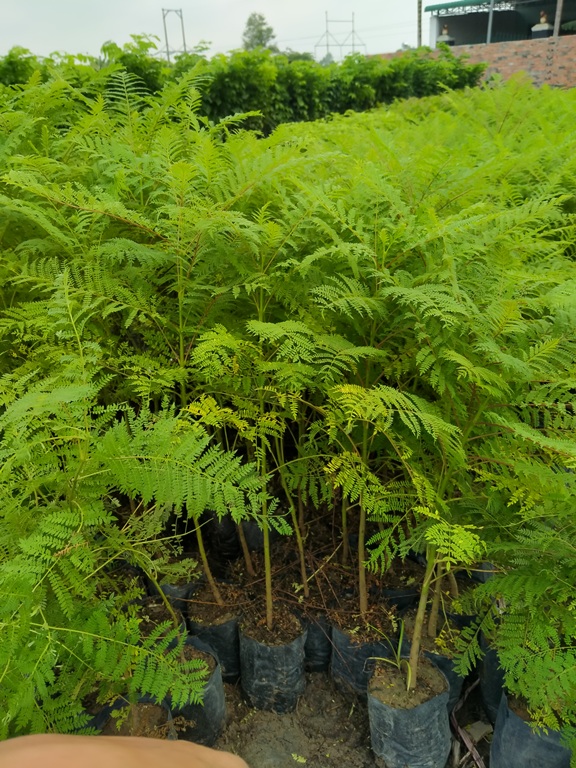 2 Cây phượng tím CAO 50CM