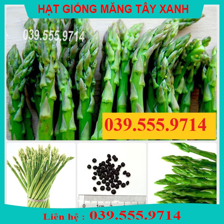 Hạt giống măng tây xanh 20 hạt - thu hoạch lâu năm