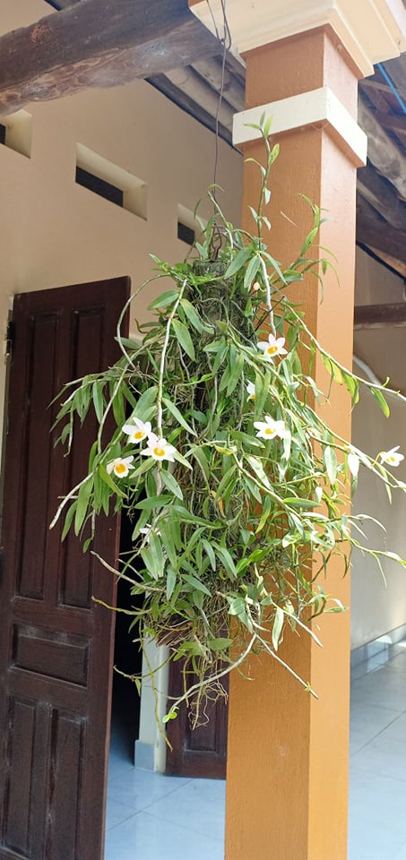 hoa phong lan nghệ tâm