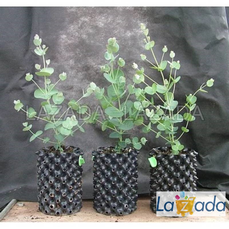 50h Hạt Giống Cây Lá Bạc Blue Ice (| -KD: B21)