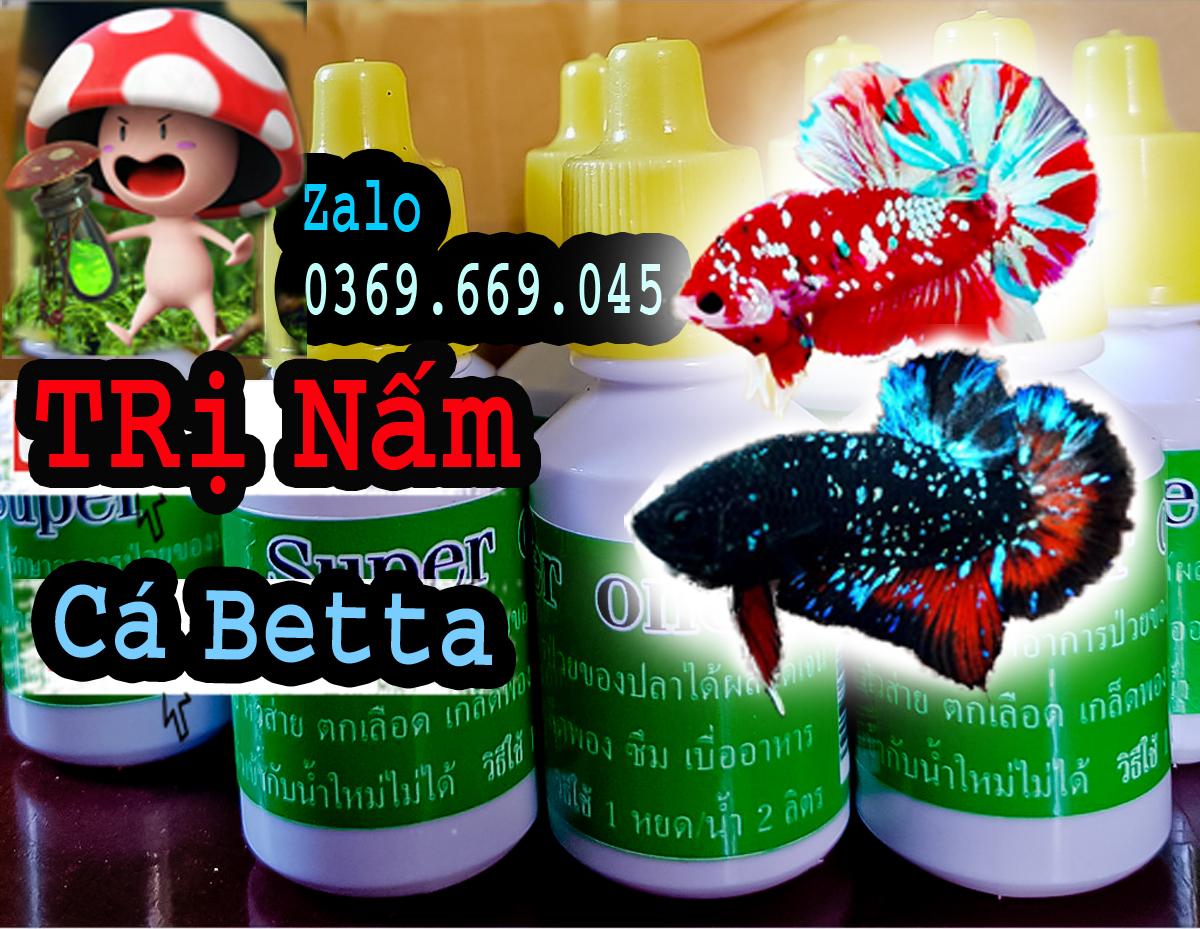 Nấm cá betta nhập khẩu từ Thái lan