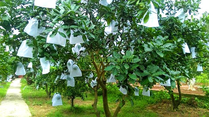 Combo  100  Túi Bọc Ổi Chất Lưọng may chắc chắn 18.20