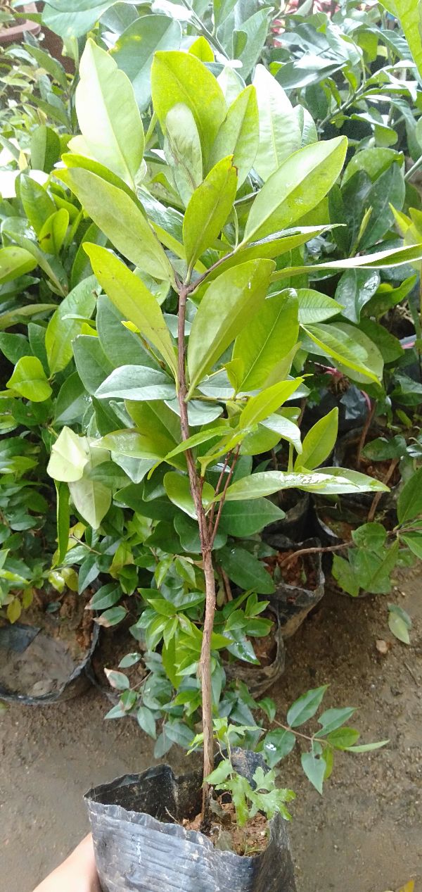 Cây cherry Brazil chiệu nhiệt