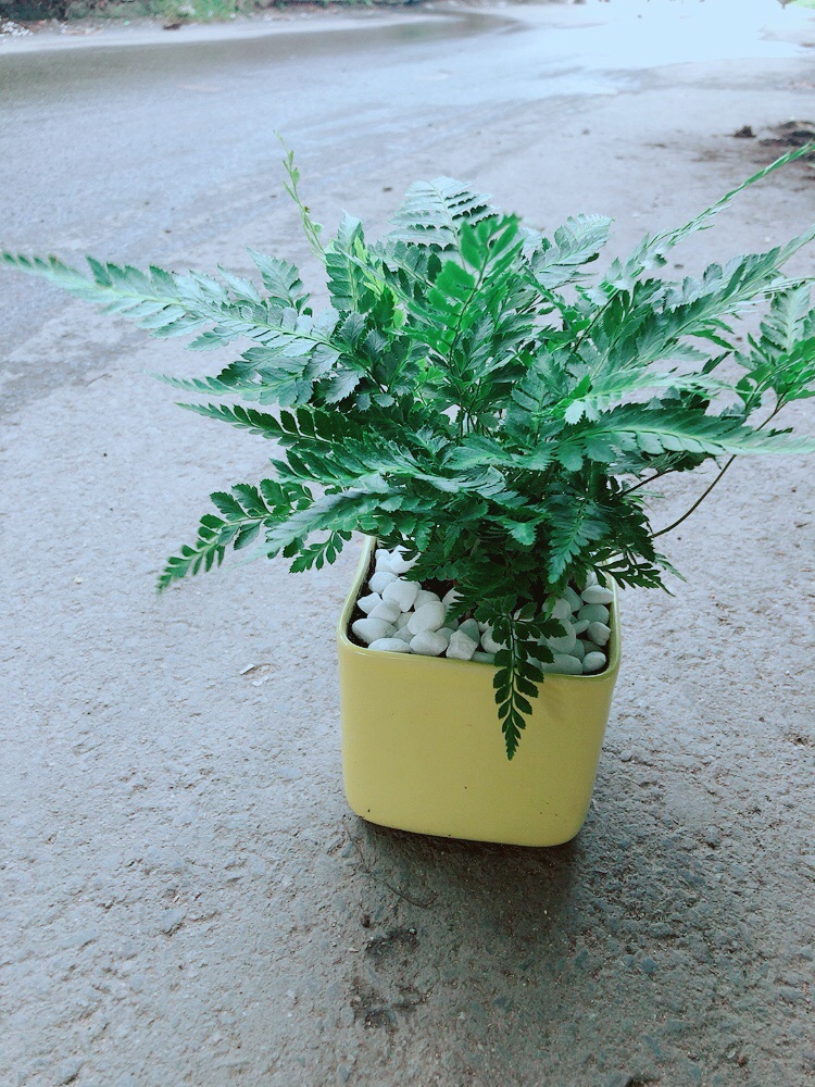 Chậu Cây Dương Sỉ