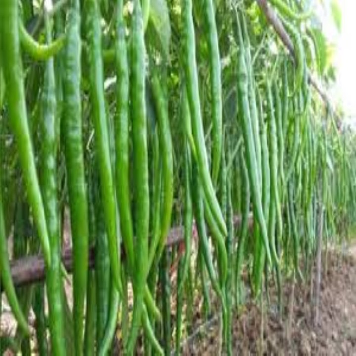 Gói 30 hạt giống ớt dài hàn quốc