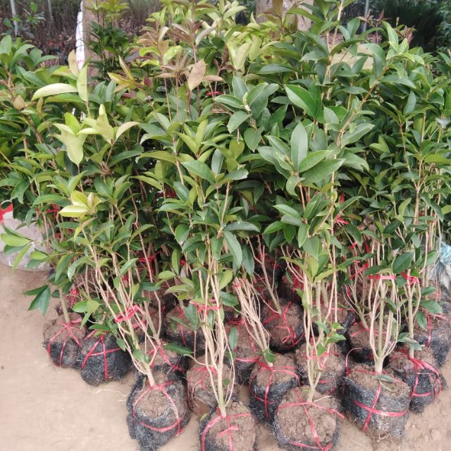Cây mộc hương ta hoa vàng