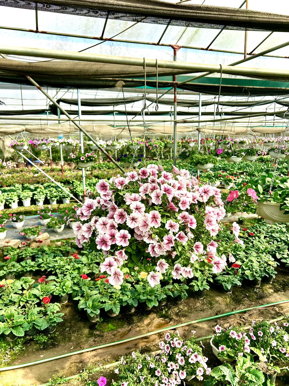 Chậu hoa dạ yến đang hoa chậu treo